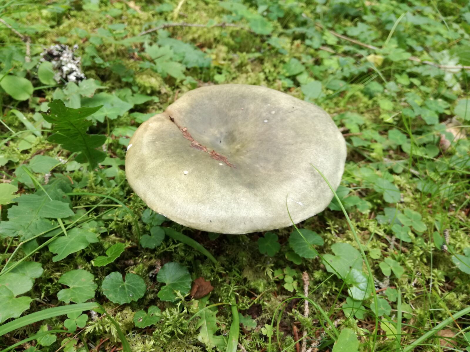 HUAWEI P9 LITE sample photo. Mushroom, mushrooms, russula photography