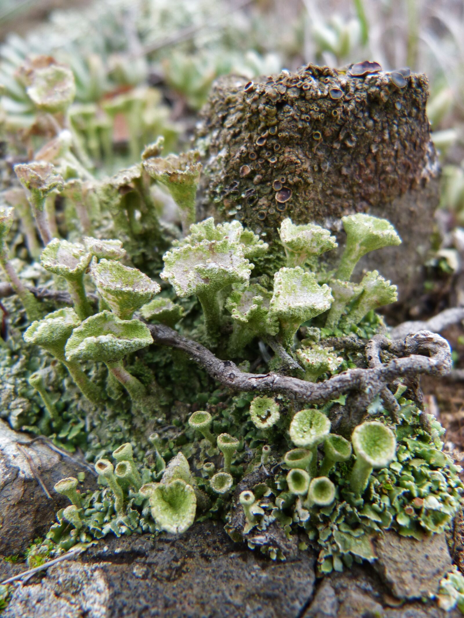 Panasonic DMC-FZ62 sample photo. Lichen, rock, forest photography