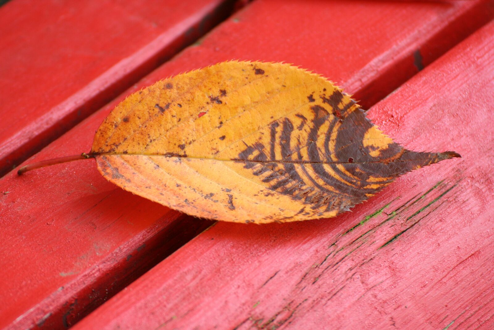 Canon EOS 350D (EOS Digital Rebel XT / EOS Kiss Digital N) sample photo. Red, bank, leaf photography