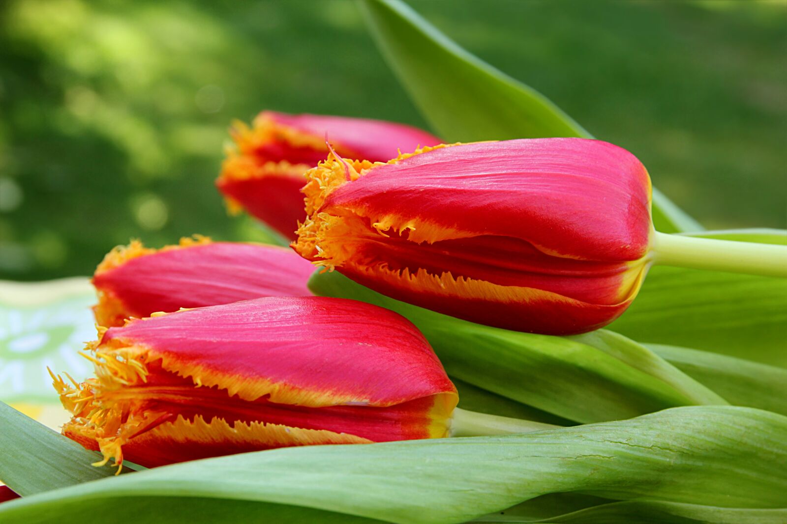 Canon EOS 550D (EOS Rebel T2i / EOS Kiss X4) sample photo. Tulip, flower, tulipa photography