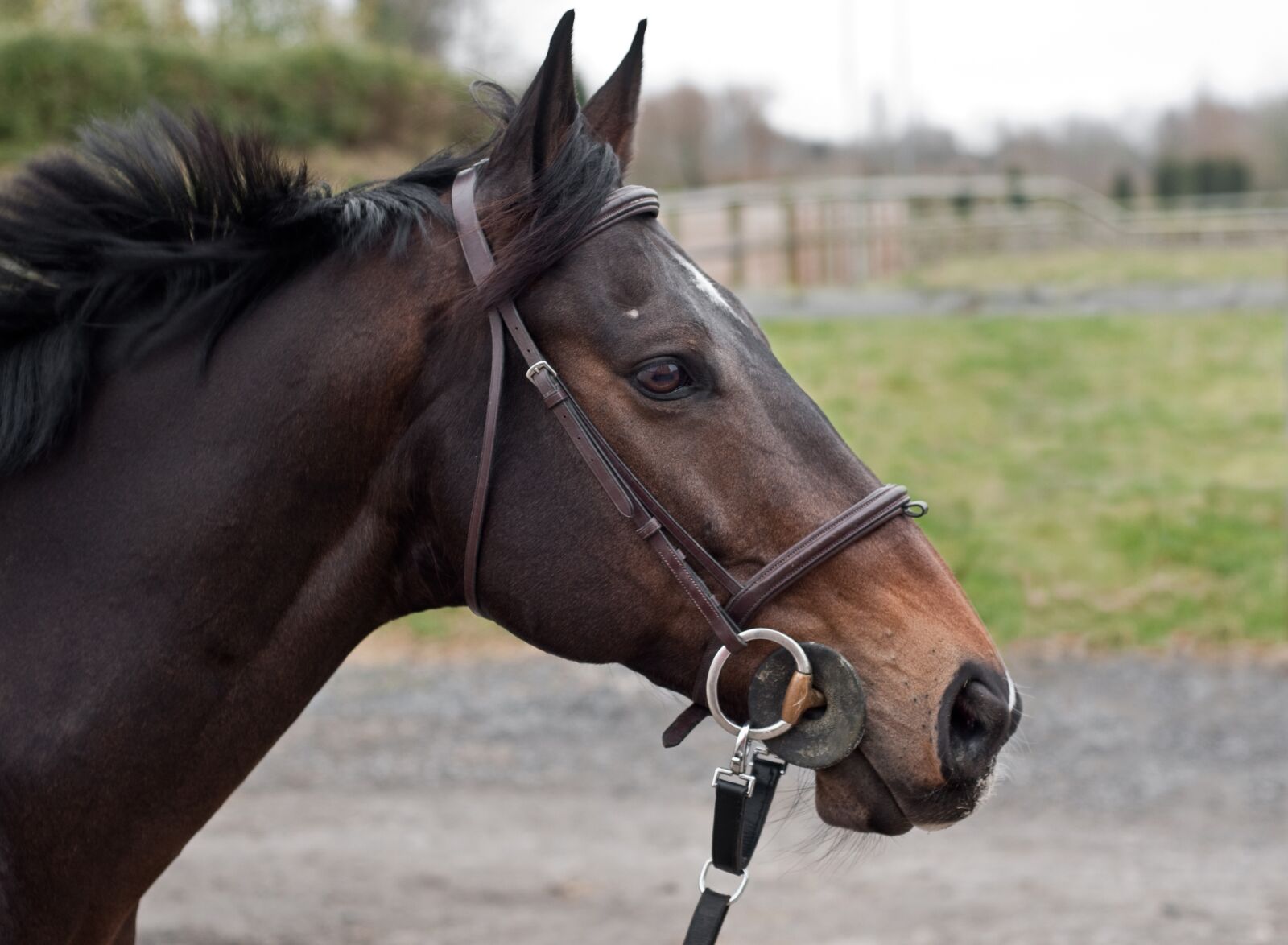 Nikon D300 sample photo. Horse, head, mane photography
