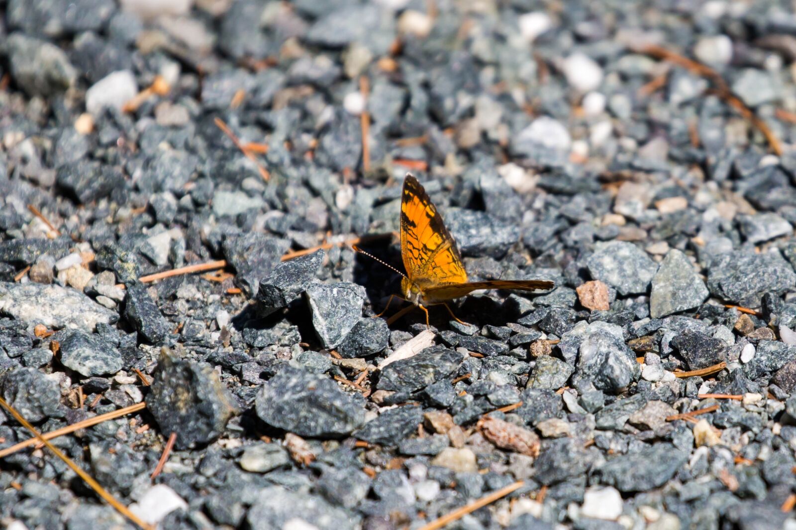 Canon EOS 5D Mark III + Canon EF 100-400mm F4.5-5.6L IS II USM sample photo. Butterfly, sand, earth photography