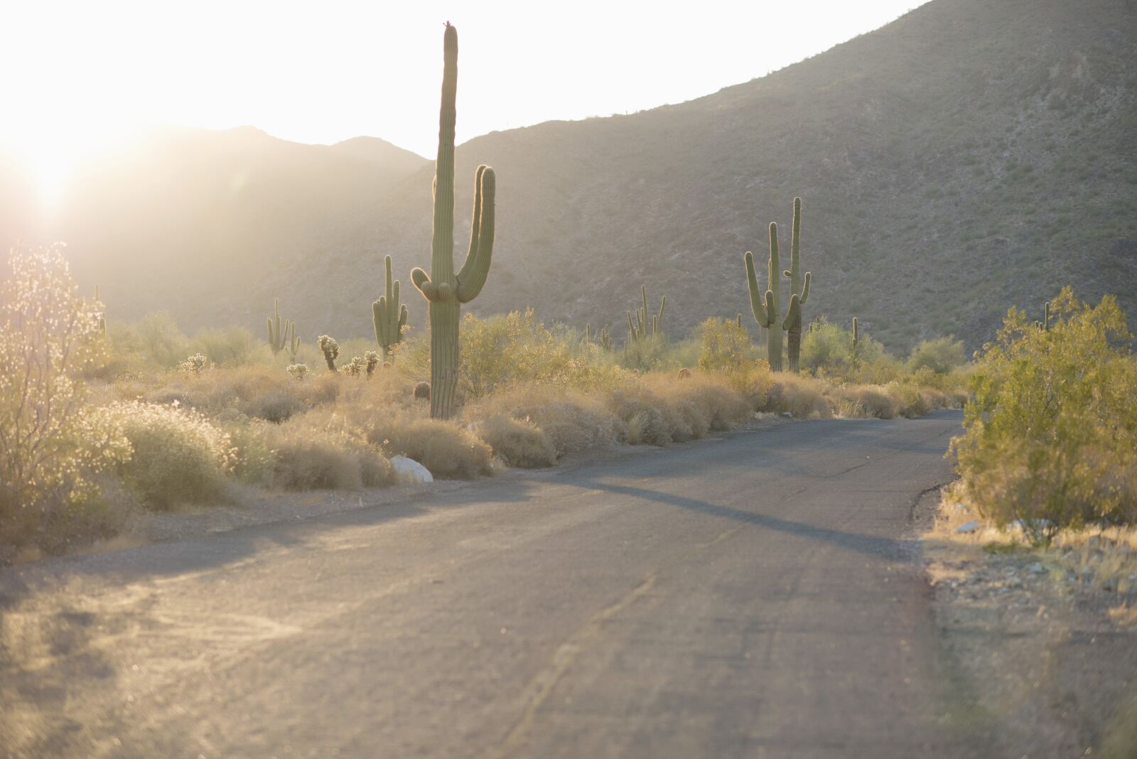 Nikon D800 sample photo. Desert, cactus, road photography