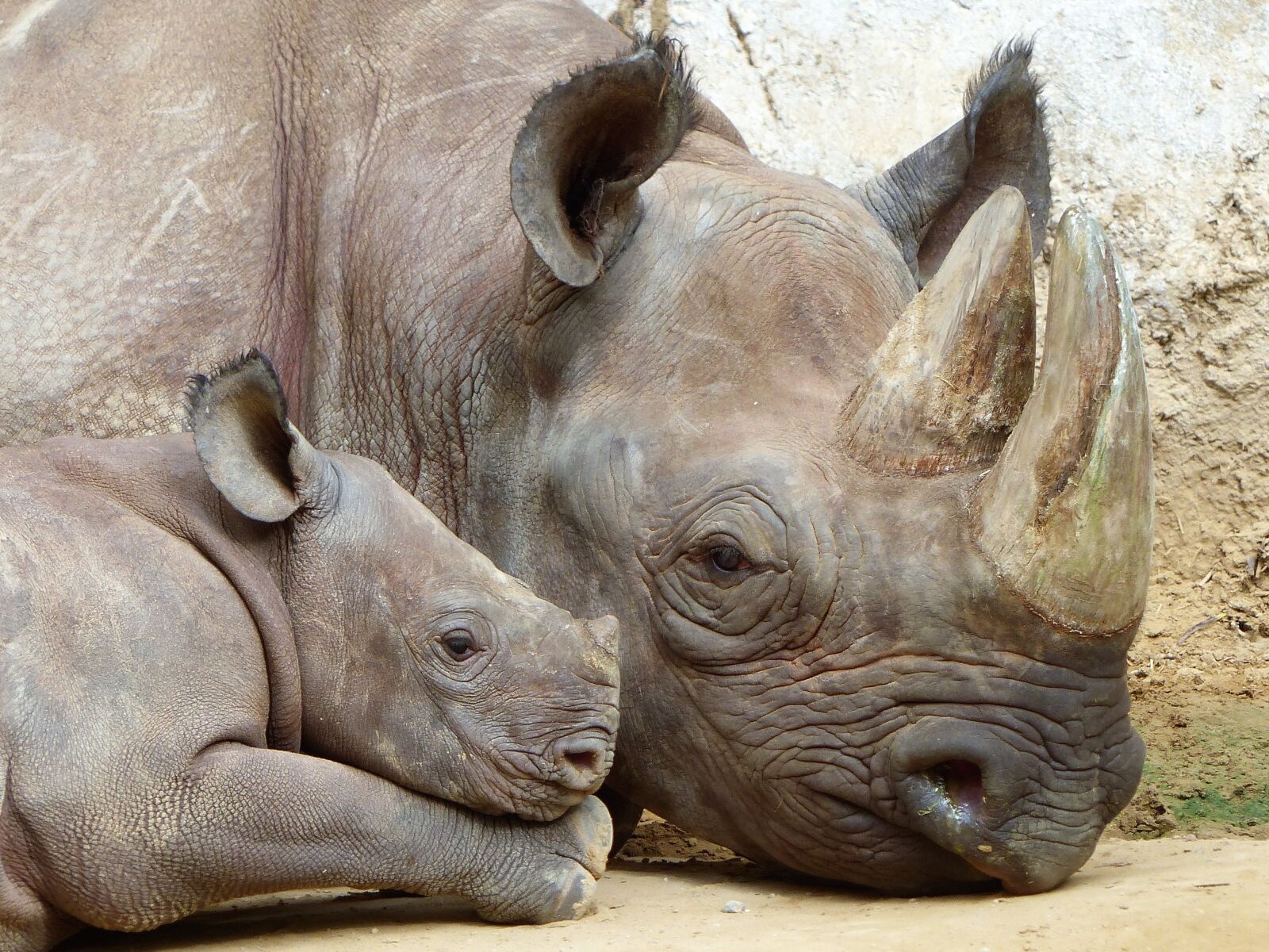 Panasonic Lumix DMC-FZ200 sample photo. Rhino, magdeburg, zoo photography