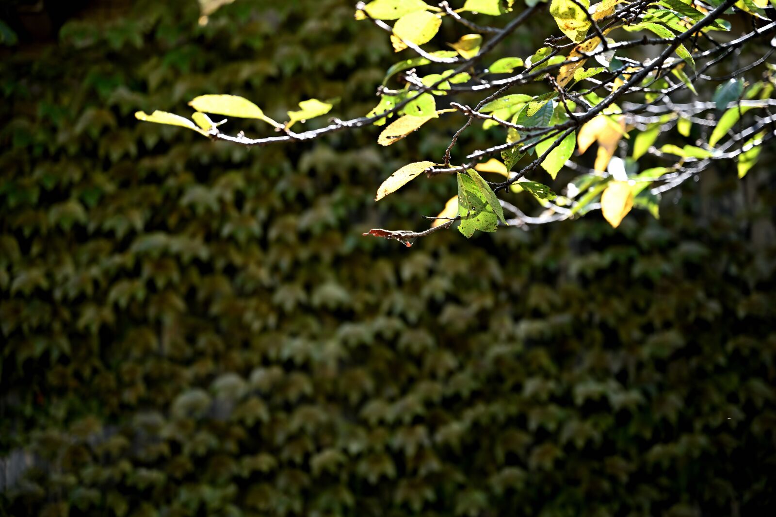 Nikon Nikkor Z 24-70mm F2.8 S sample photo. Light, grass, natural photography