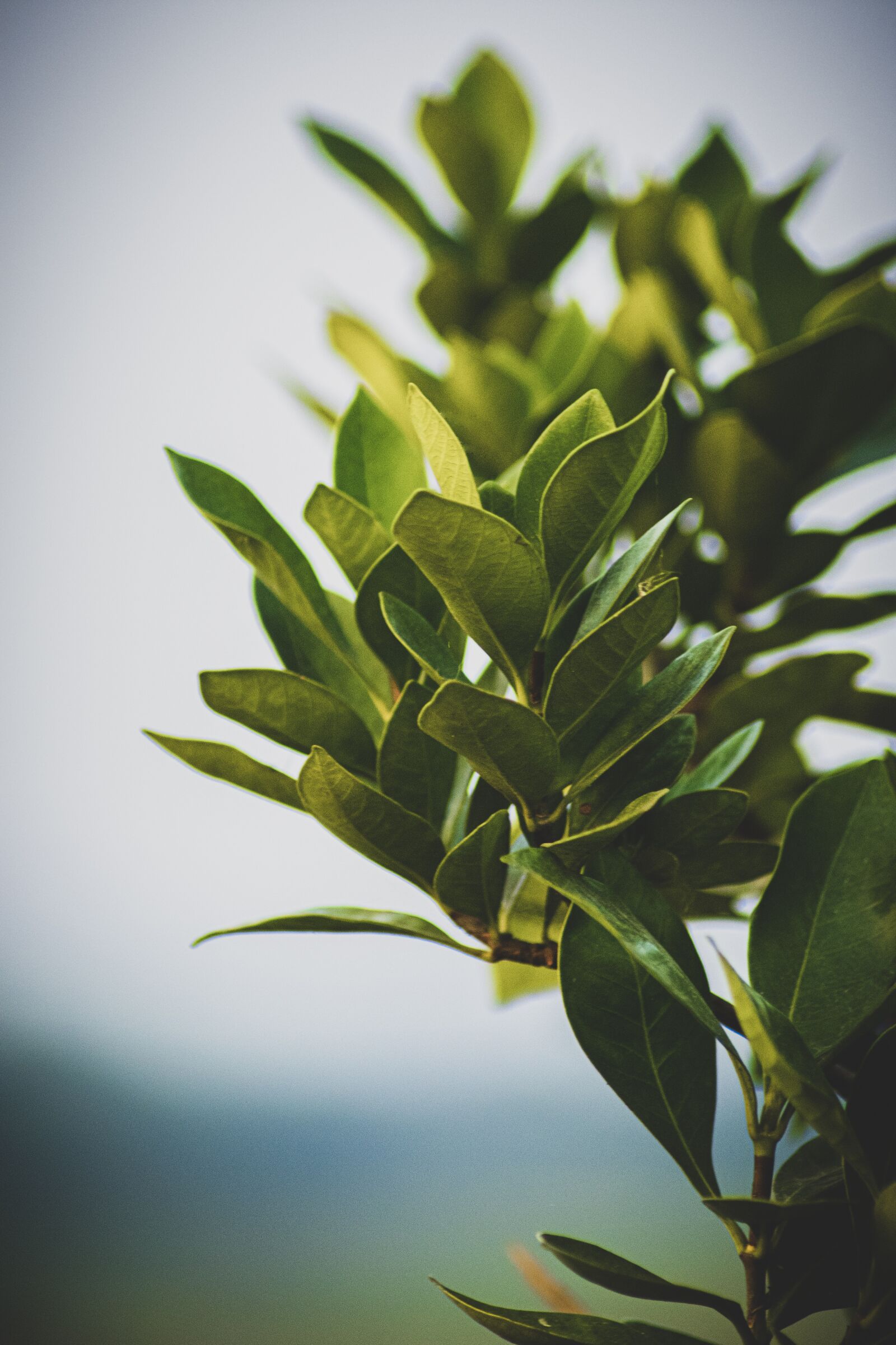 Nikon D3400 sample photo. Green, wallpaper, tree photography