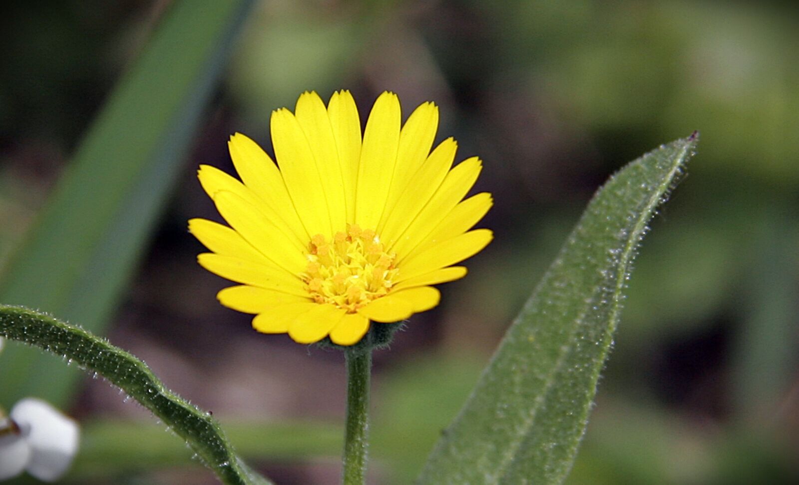 Canon EOS 20D sample photo. Yellow, flower, field photography