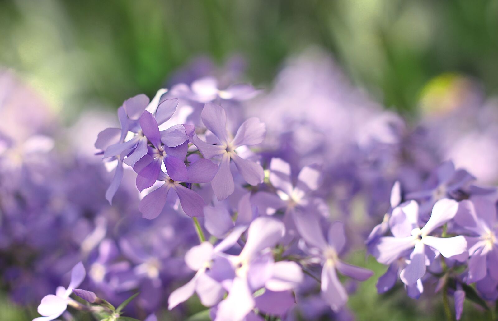Canon EOS 1100D (EOS Rebel T3 / EOS Kiss X50) + Canon EF 50mm F1.8 II sample photo. Spring, spring flowers, bloom photography