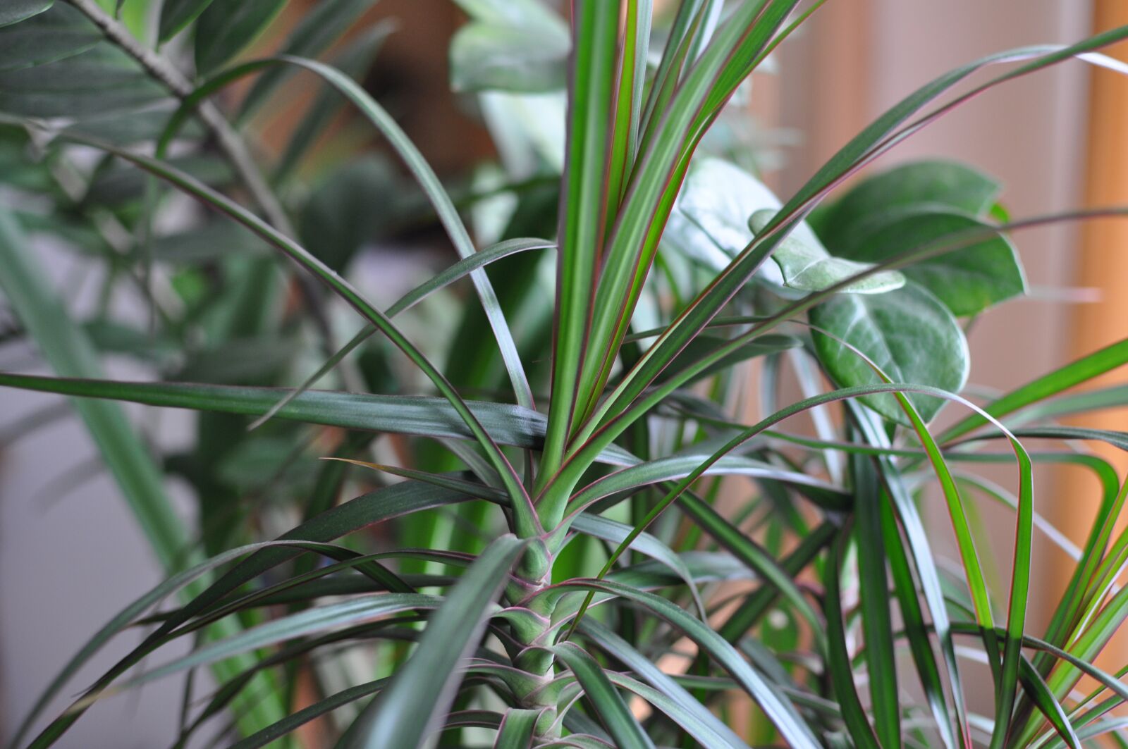 Nikon D90 sample photo. Foliage, green, palma photography