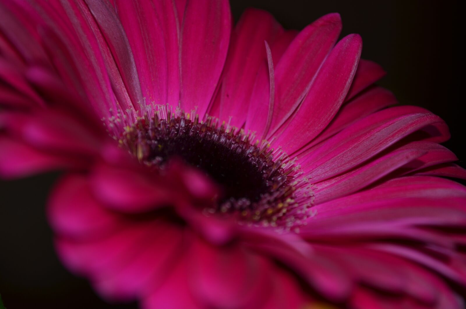 Nikon D5100 sample photo. Flower, particularly, pink photography
