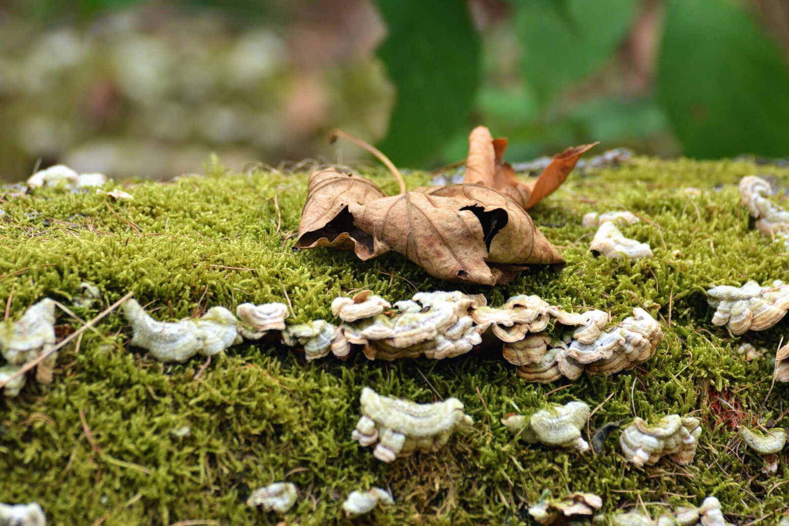 Nikon D5200 sample photo. Moss, leaves, autumn, forest photography