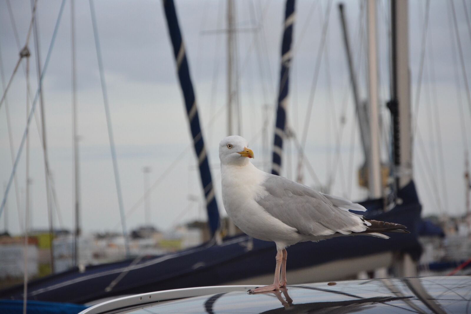 Nikon D5200 sample photo. Seagull, sea, silver gull photography