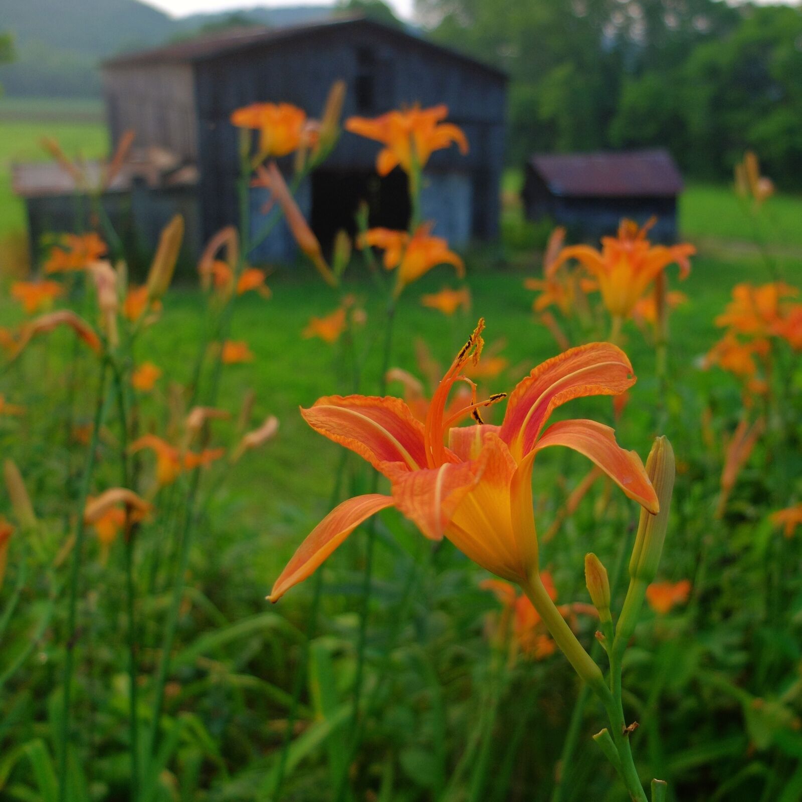 Fujifilm X30 sample photo. Flowers, barn, nature photography
