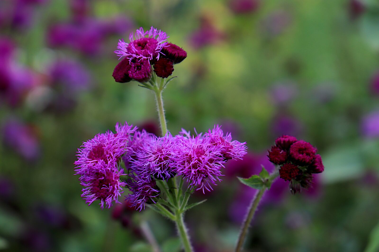 Canon EOS 800D (EOS Rebel T7i / EOS Kiss X9i) sample photo. Ageratum, flowers, plants photography