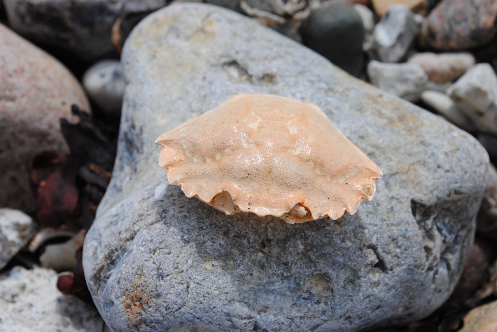 Nikon D3000 sample photo. Crab, stone, crab skald photography