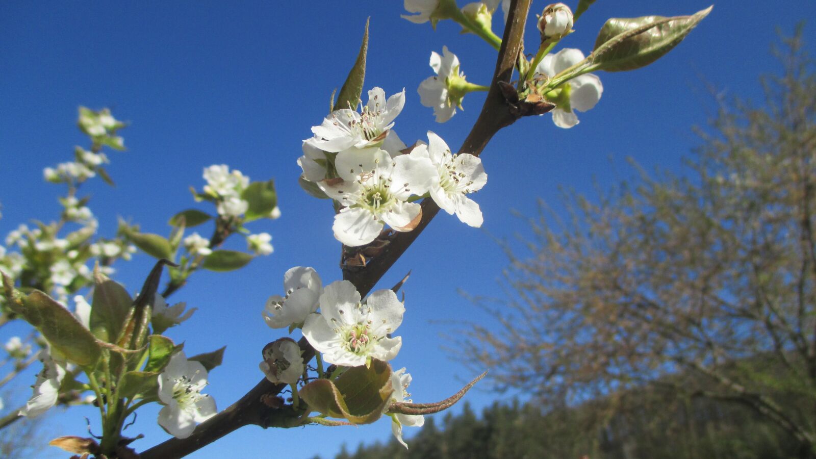 Canon PowerShot ELPH 115 IS (IXUS 132 / IXY 90F) sample photo. Apple blossom white, spring photography