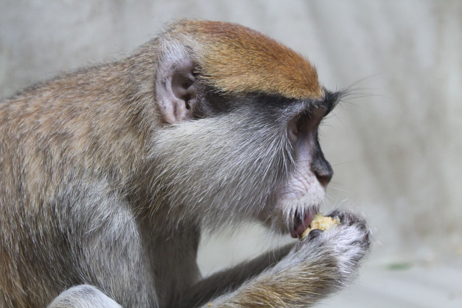 Canon EOS 1300D (EOS Rebel T6 / EOS Kiss X80) sample photo. Monkey, animal, zoo photography