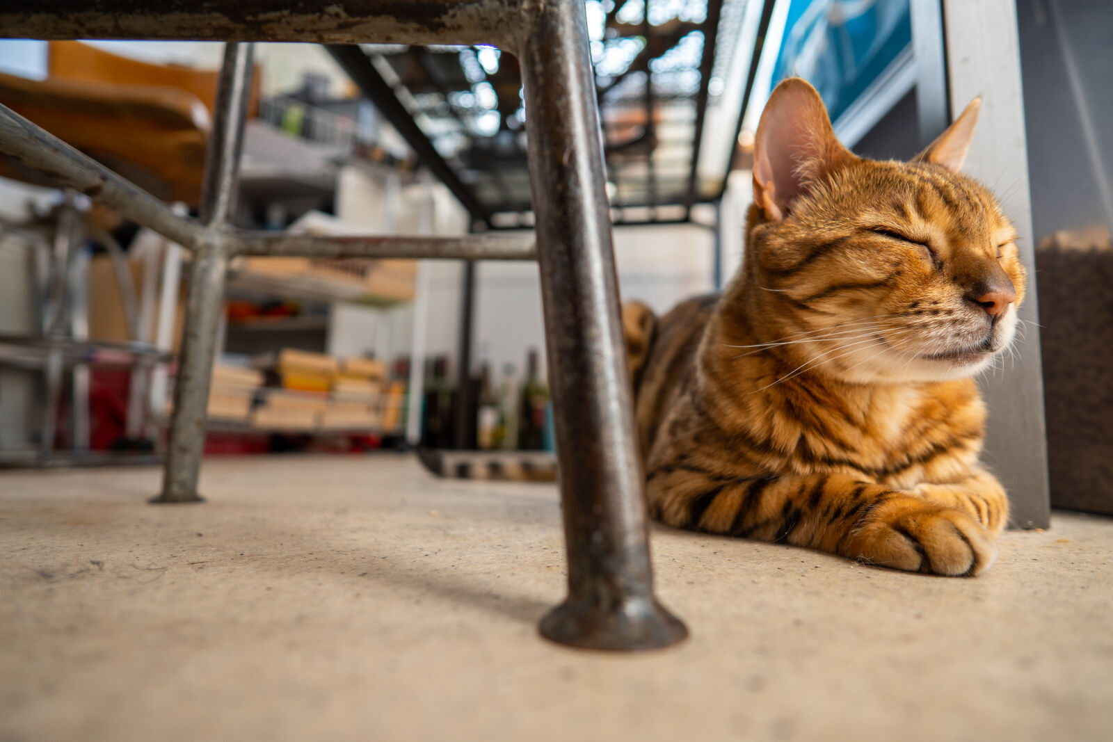 SAMYANG AF 12mm F2.0 sample photo. Cat relaxing photography