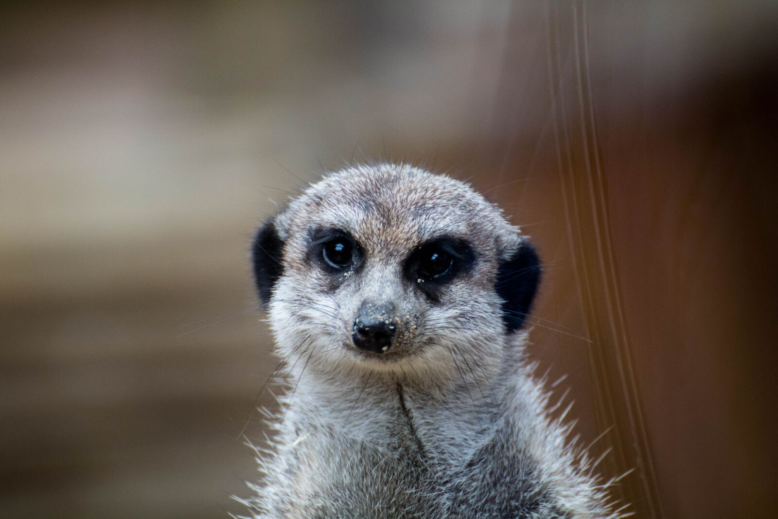 Canon EOS 750D (EOS Rebel T6i / EOS Kiss X8i) sample photo. Erdmann, meerkat, animal portrait photography