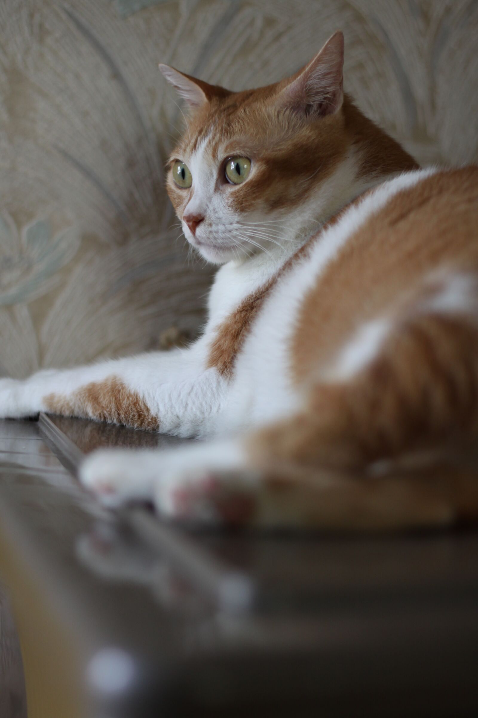 Canon EOS 50D sample photo. A person, figure, cat photography