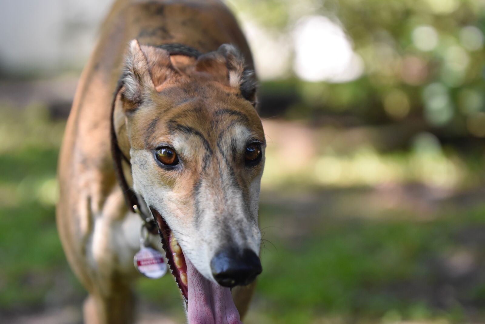 Nikon D5500 sample photo. Greyhound, retired racing dog photography