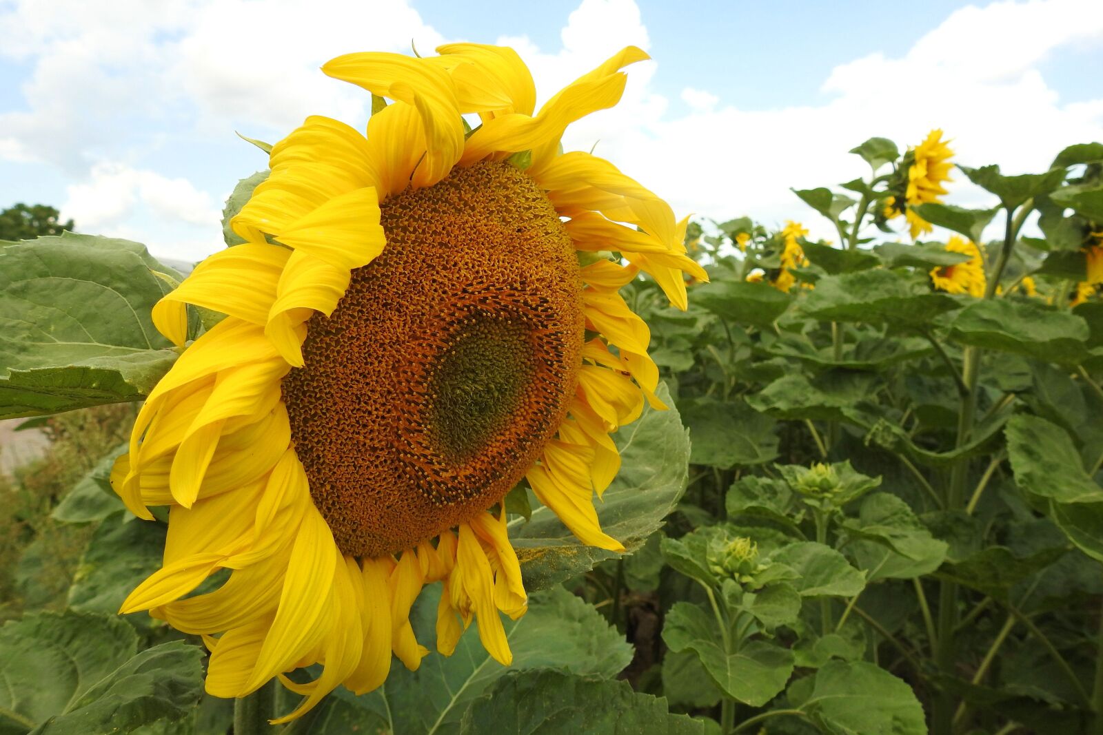 Nikon Coolpix P900 sample photo. Sunflower, blossom, bloom photography