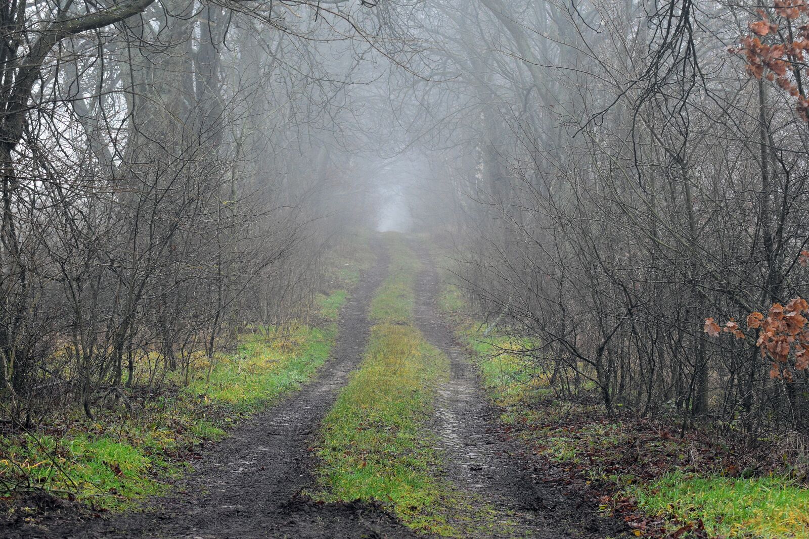 Nikon D3400 sample photo. The fog, way, road photography