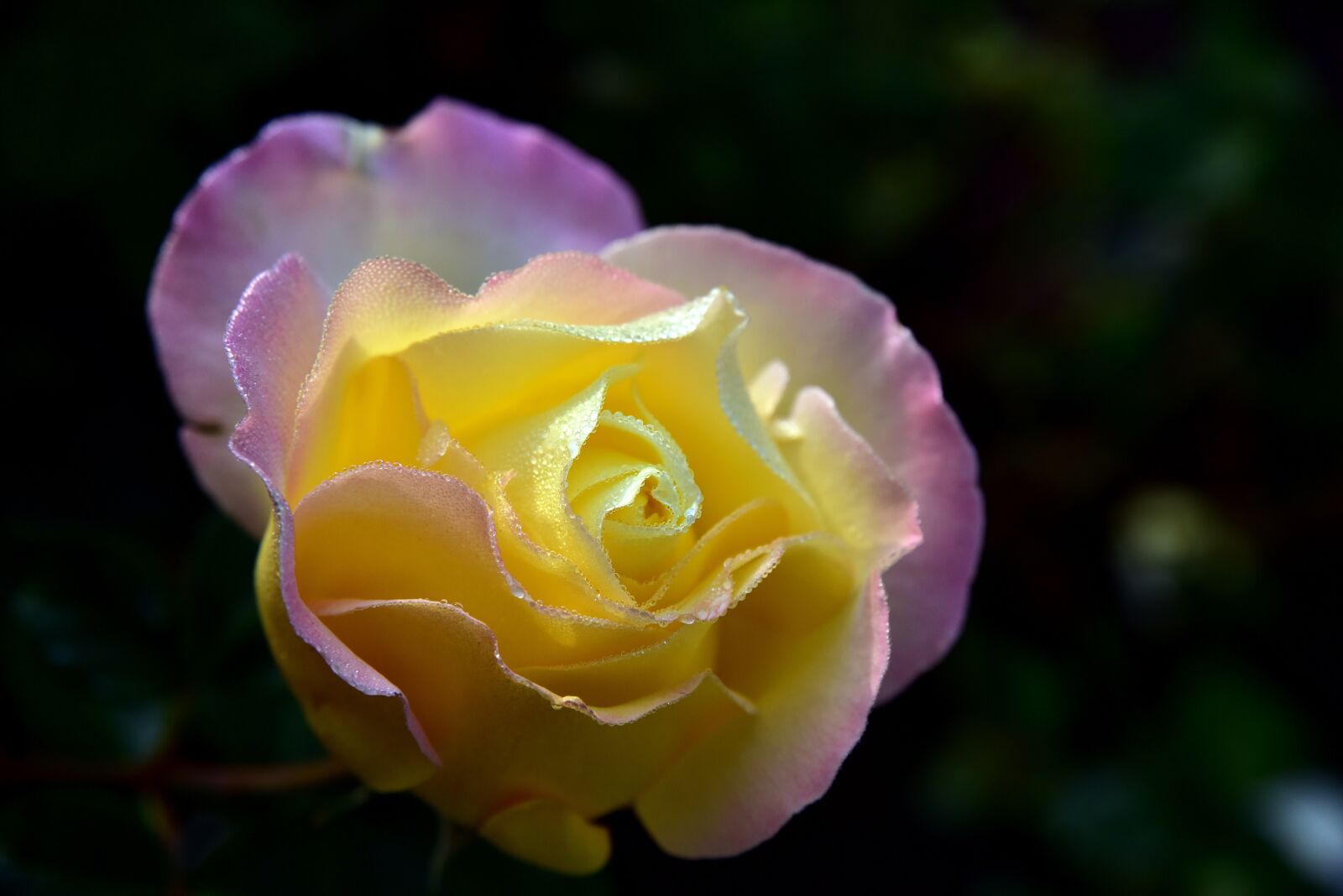 Nikon D750 sample photo. Rose, tender, blossom photography