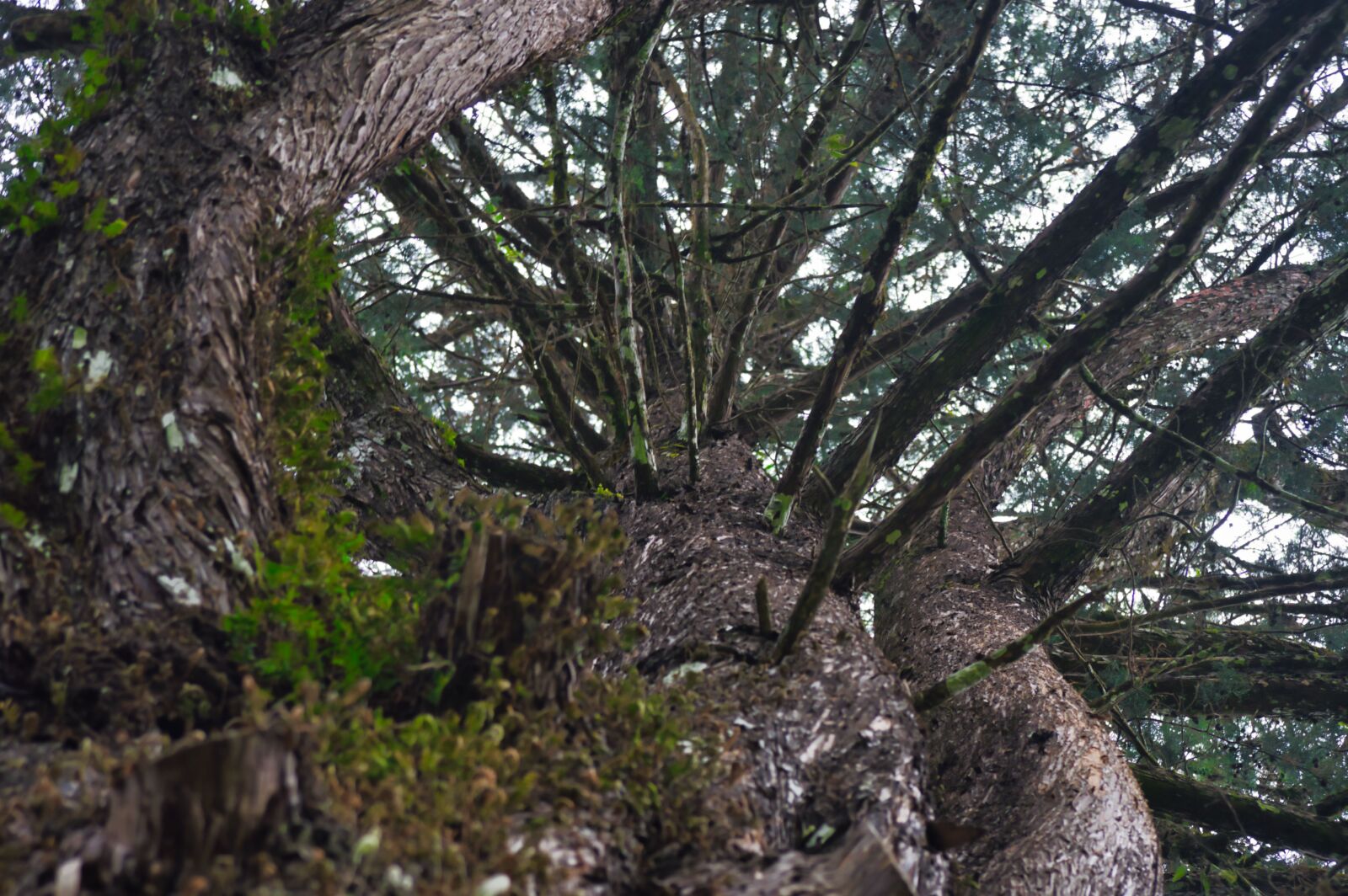 Nikon D3200 sample photo. Costa rica, trunk, wood photography