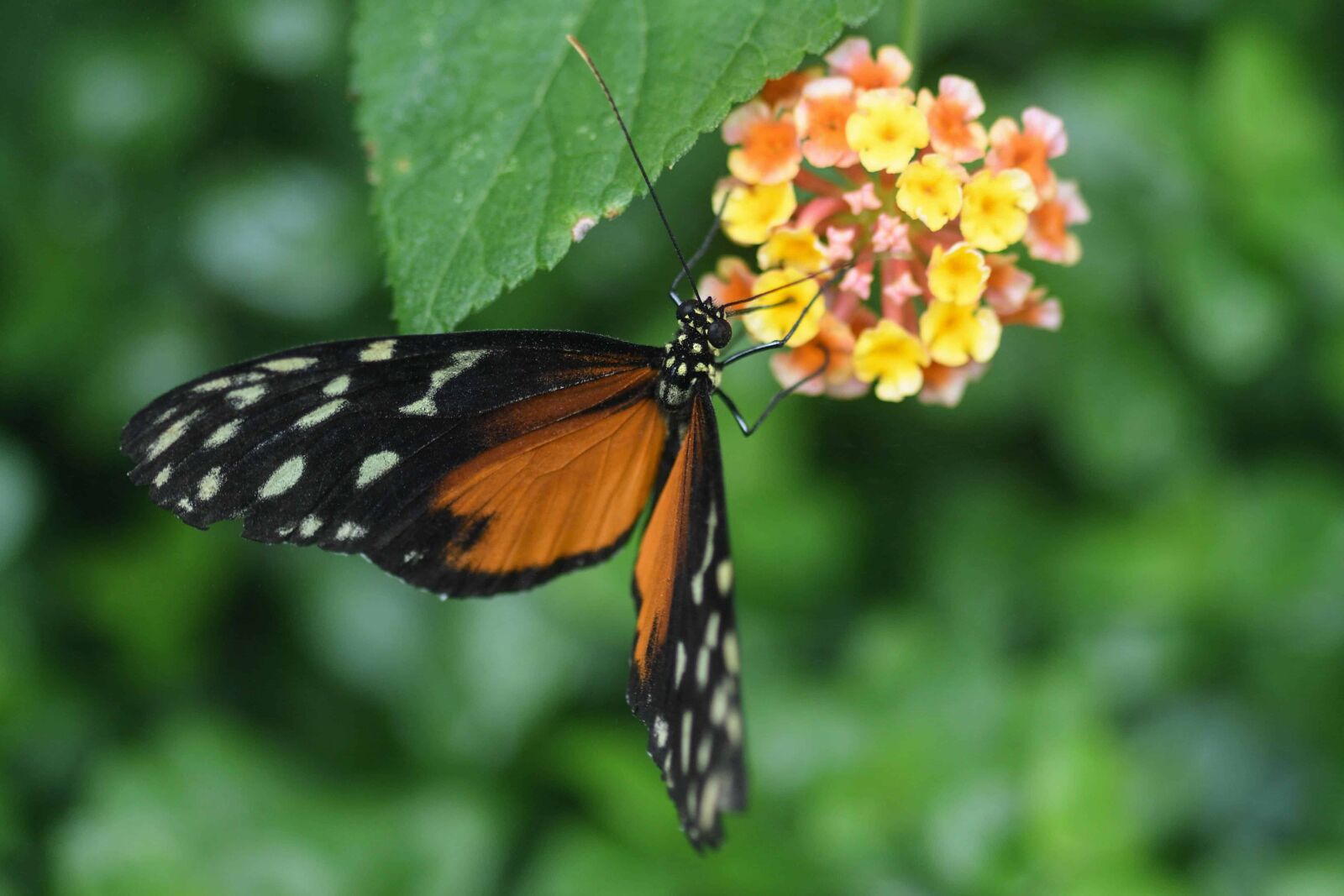 Nikon D500 sample photo. Insect, summer, nature, butterfly photography