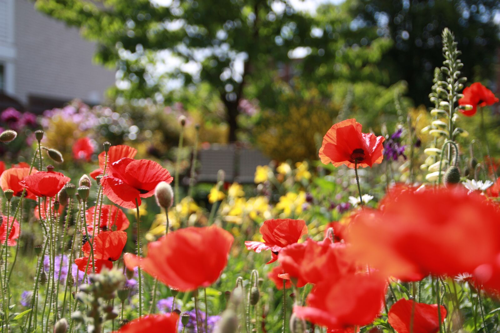 Canon EOS 450D (EOS Rebel XSi / EOS Kiss X2) sample photo. Flower, poppy, red photography