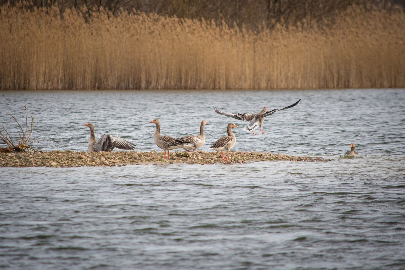 Nikon D7200 sample photo. Geese, greylag goose, lake photography