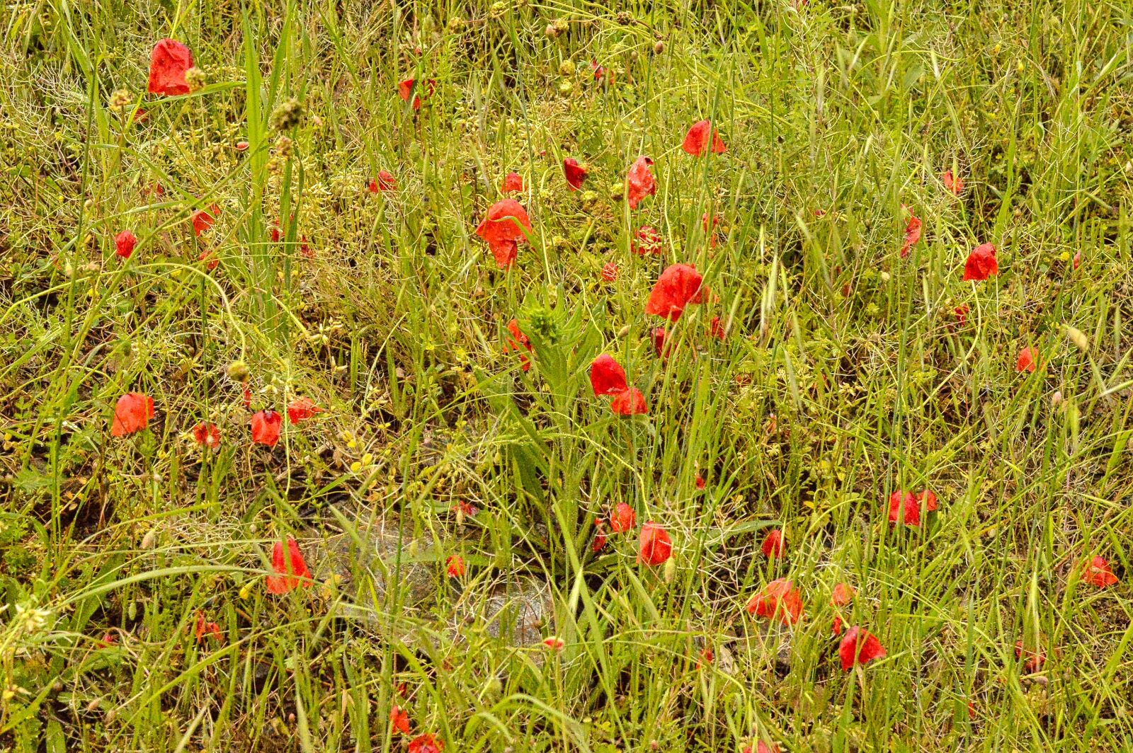 Nikon D3200 sample photo. Poppy, papaveraceae, flower photography