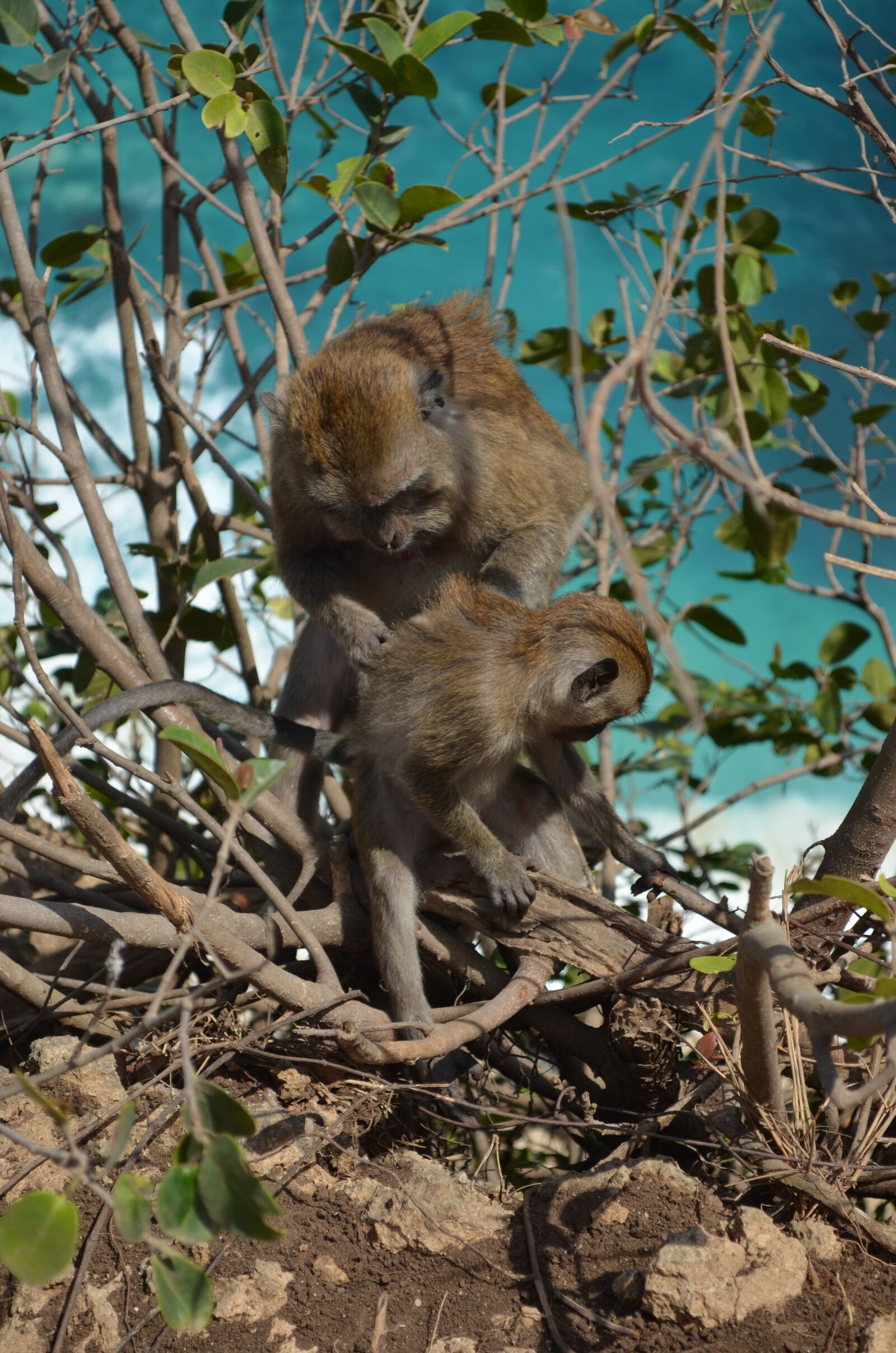 Nikon D5100 sample photo. Indonesia, bali, nusa penida photography