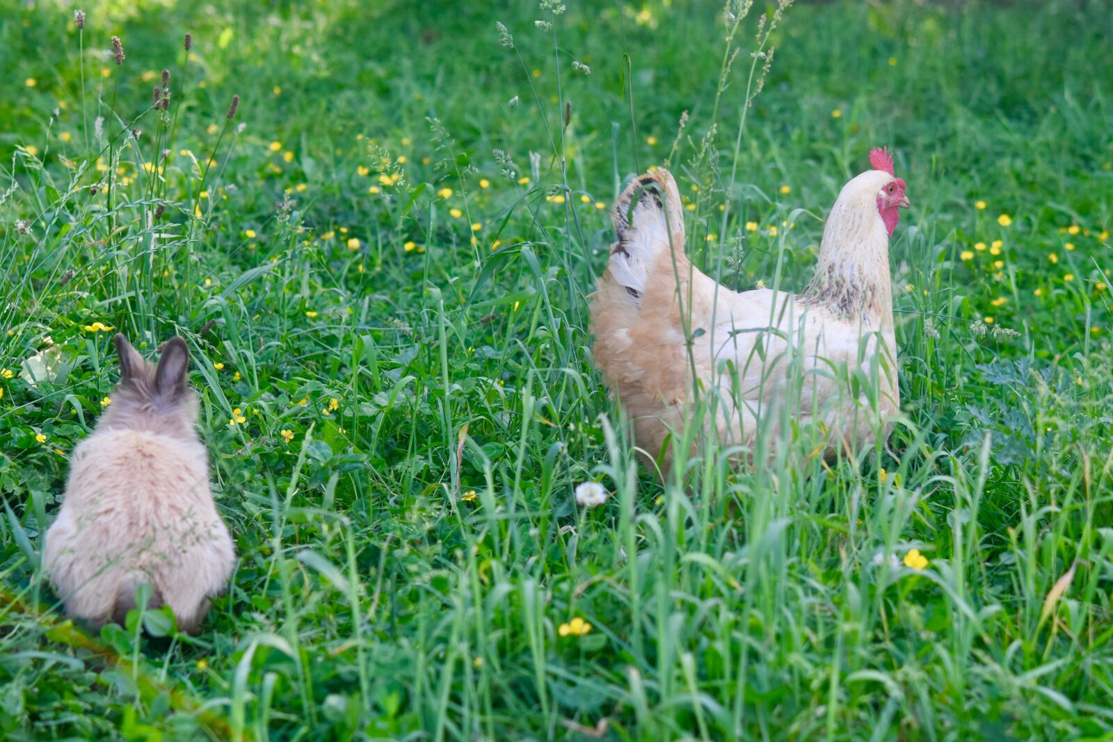 Nikon D5600 sample photo. Hen, rabbit, lower short photography