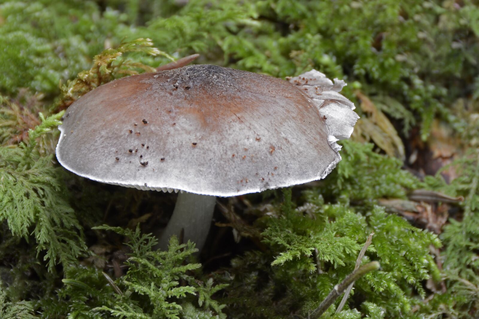 Nikon D7100 sample photo. Mushroom, agaric, forest mushroom photography