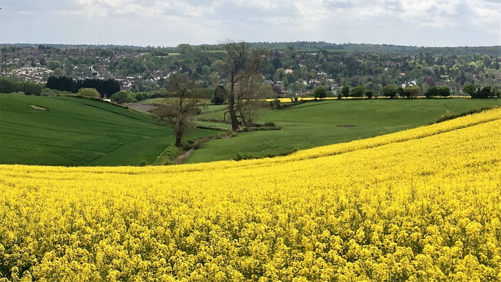iPhone SE back camera 4.15mm f/2.2 sample photo. Yellow, rapeseed, rural photography
