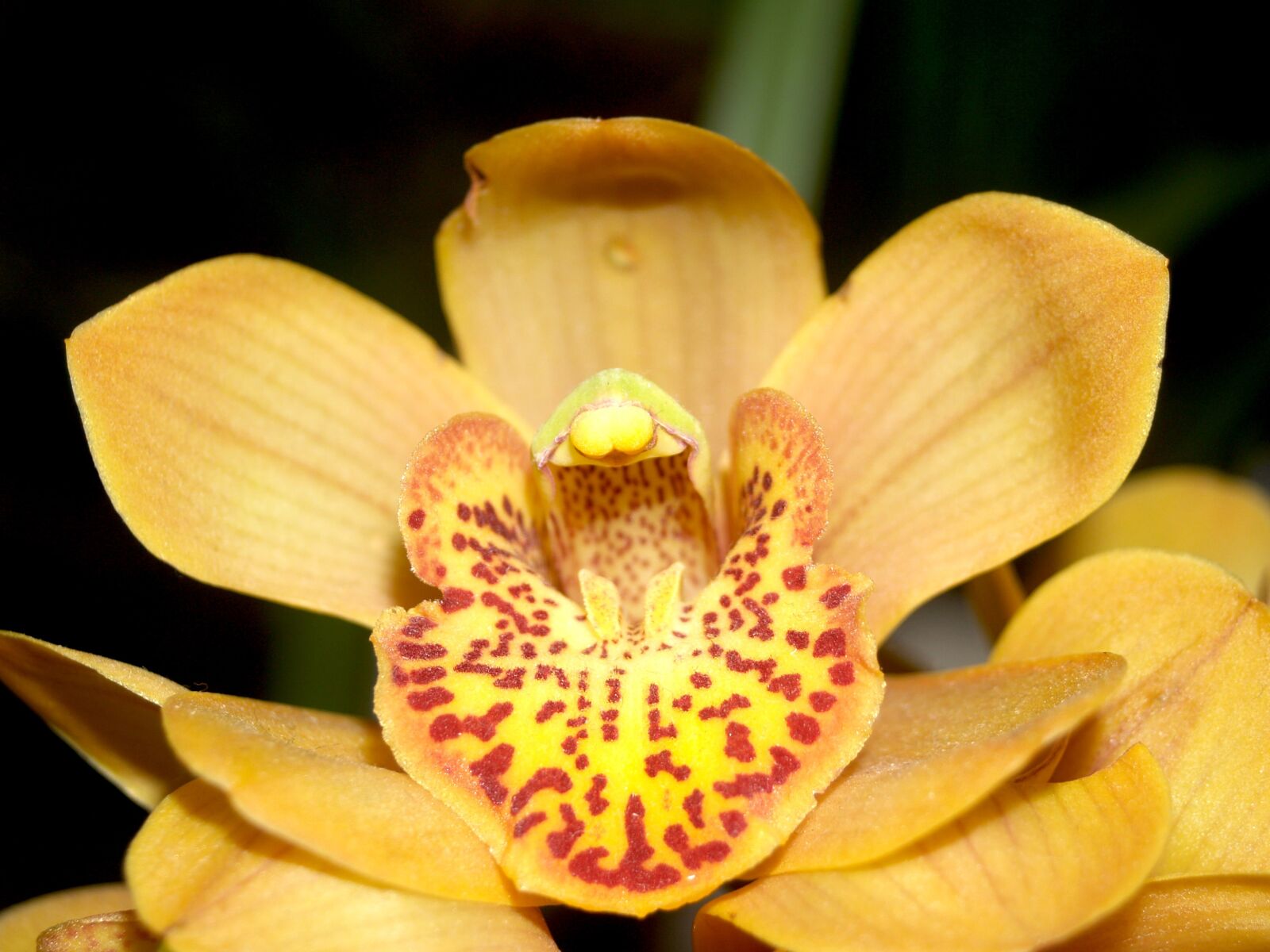 Olympus E-300 (EVOLT E-300) sample photo. Orchid, flower, bright photography