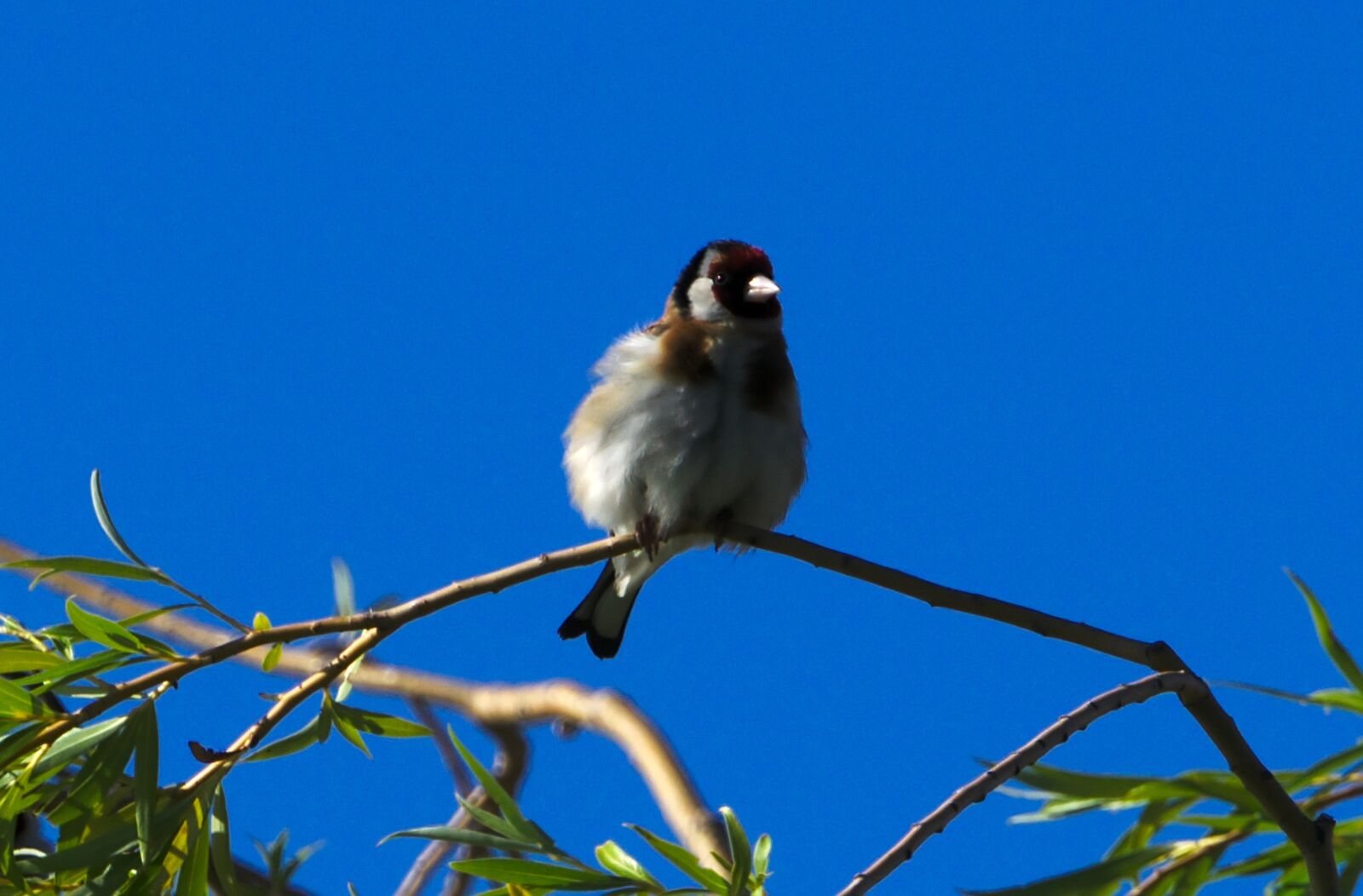 Sony FE 70-300mm F4.5-5.6 G OSS sample photo. Goldfinch, pasture, sky photography