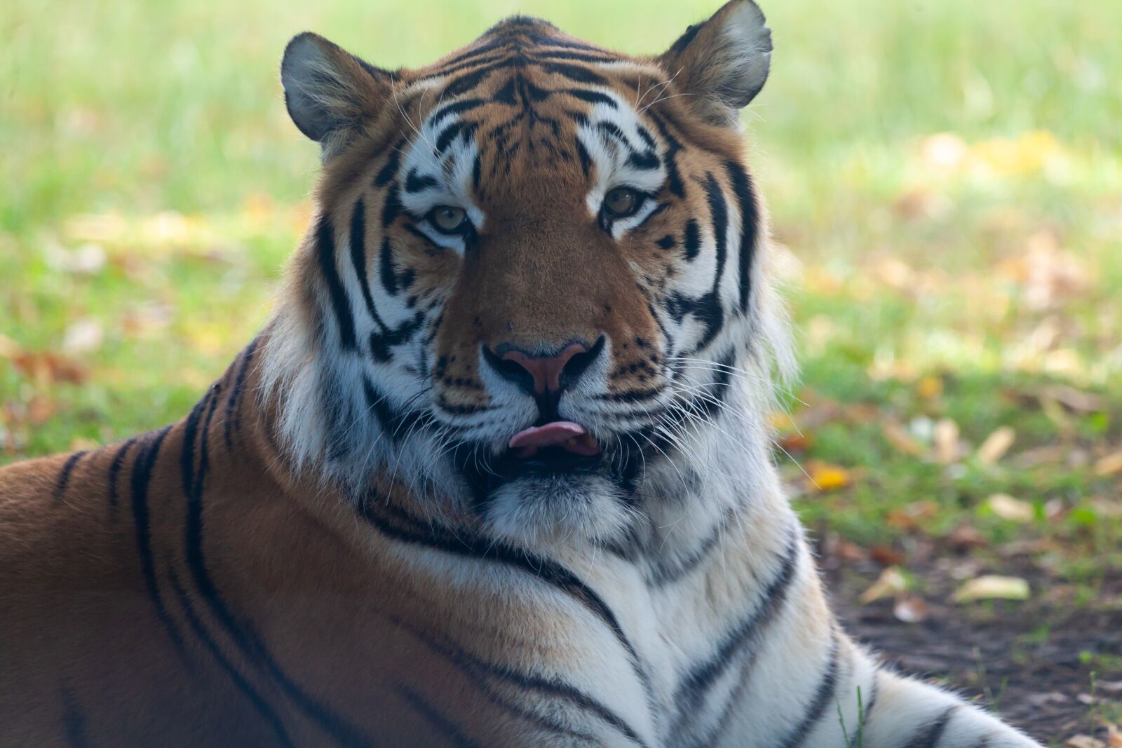 150-600mm F5-6.3 DG OS HSM | Contemporary 015 sample photo. Amur tiger, tiger, burning photography