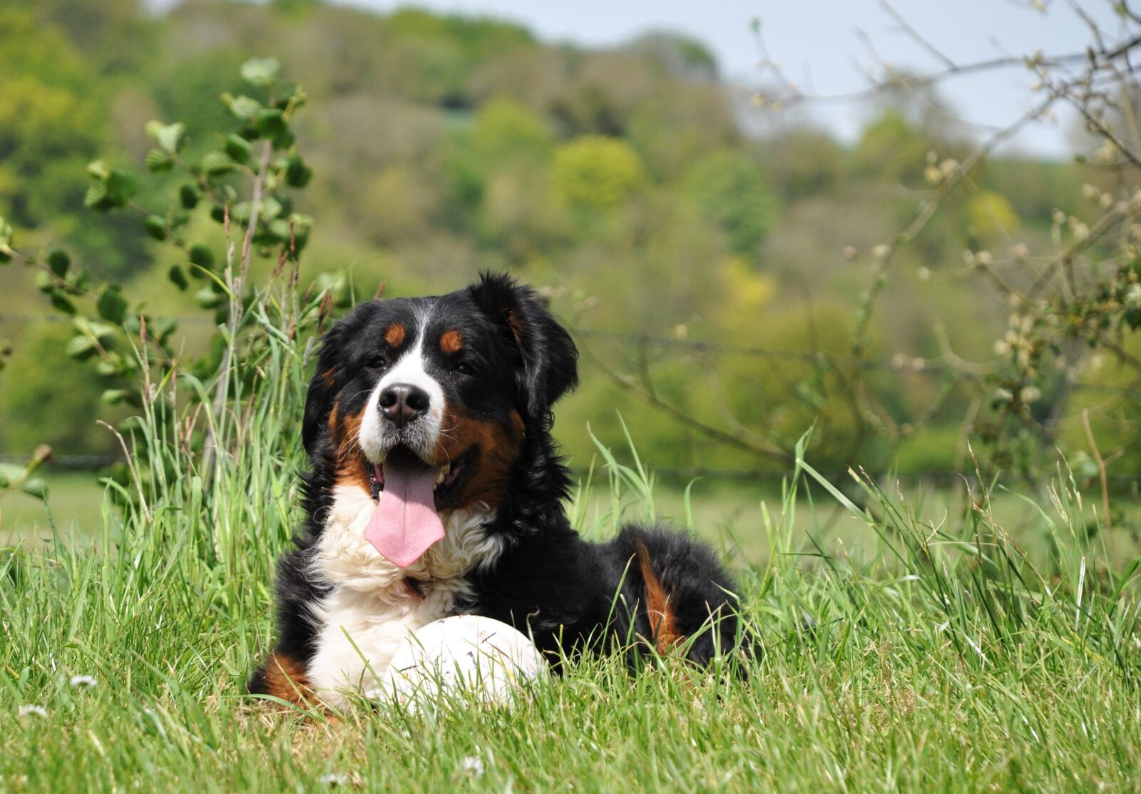 Nikon D90 sample photo. Dog, domestic animal, animal photography