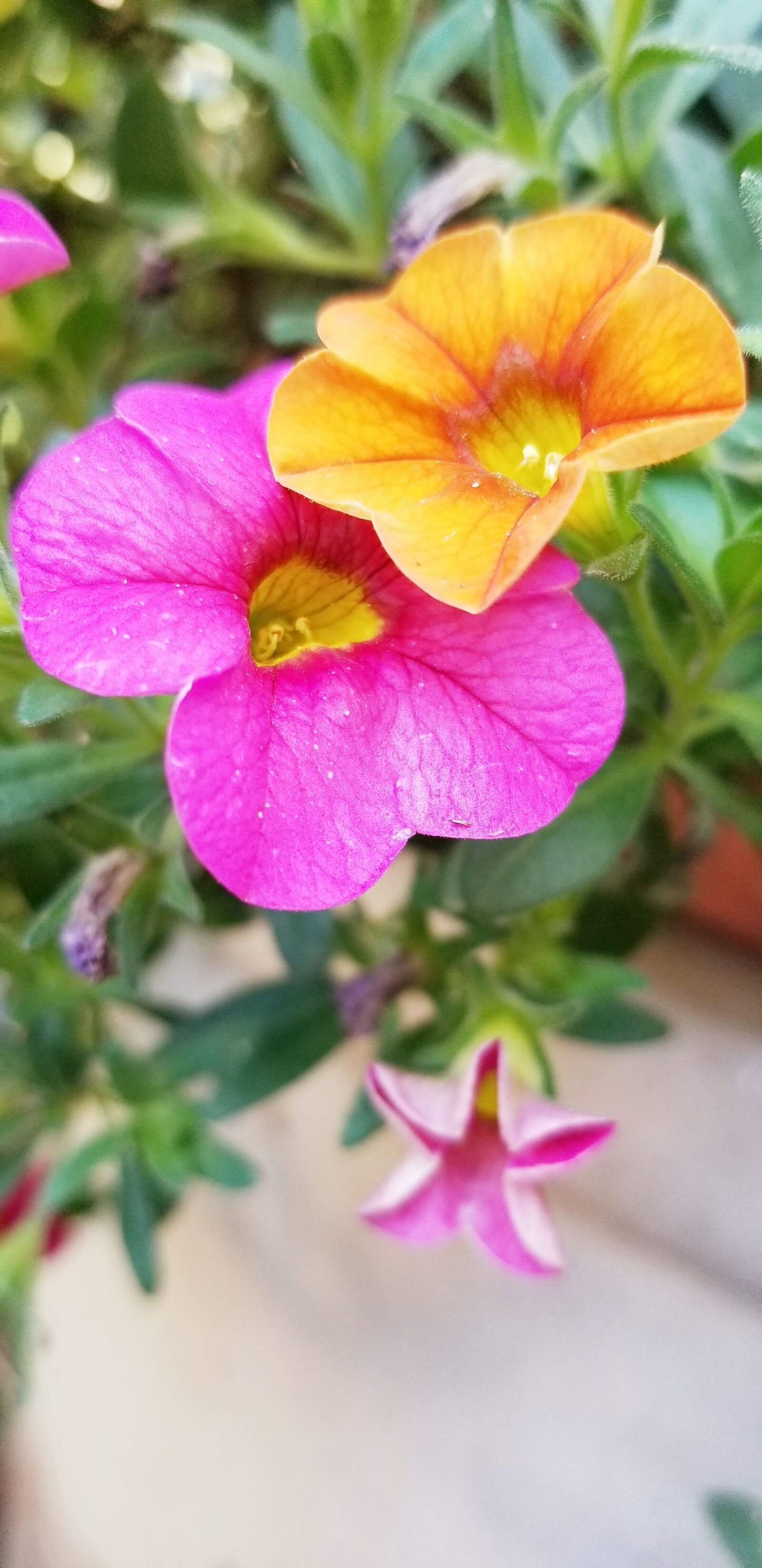Samsung Galaxy S8 sample photo. Impatients, flowers, flower family photography
