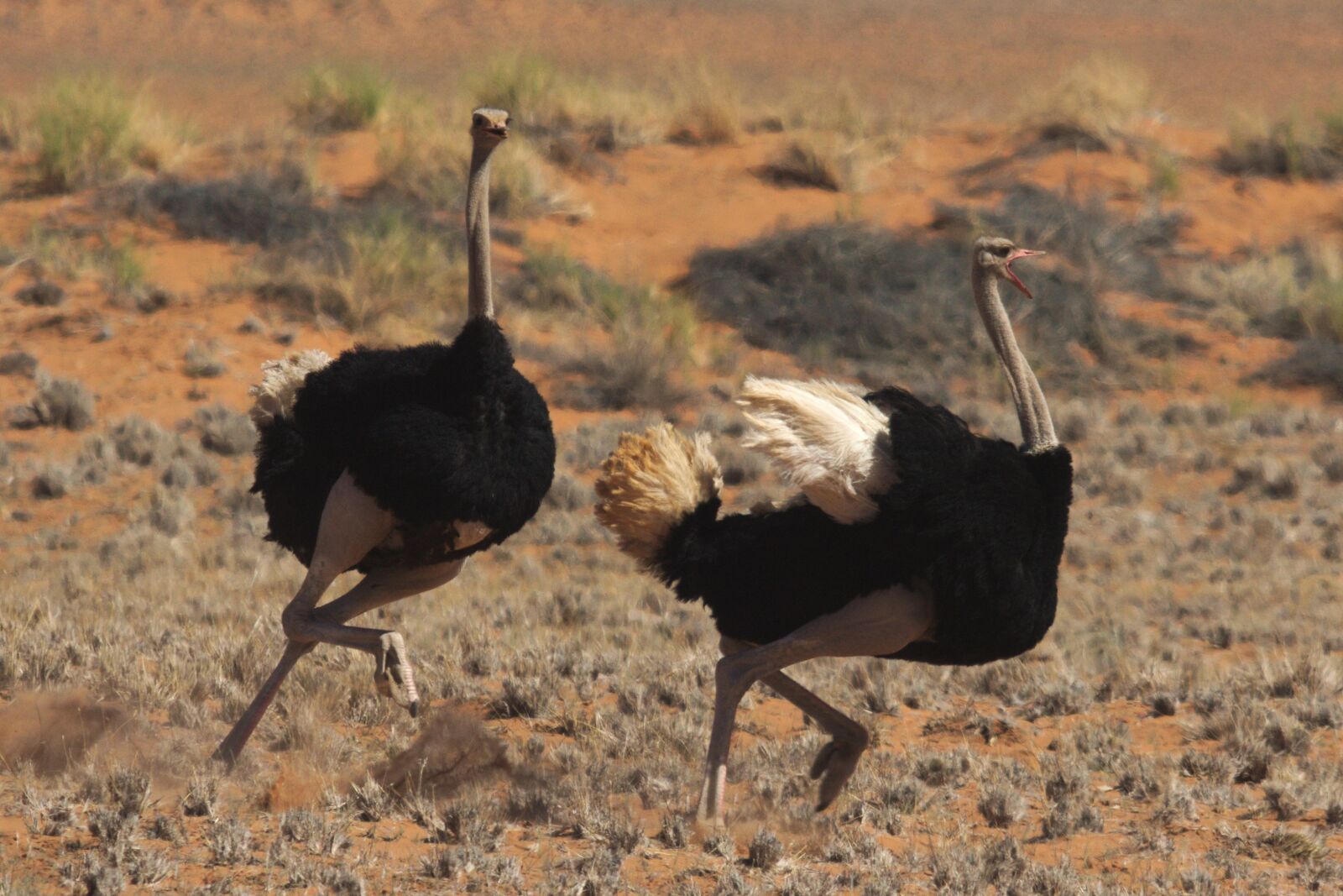Nikon D5100 sample photo. Fight, ostrich, africa photography