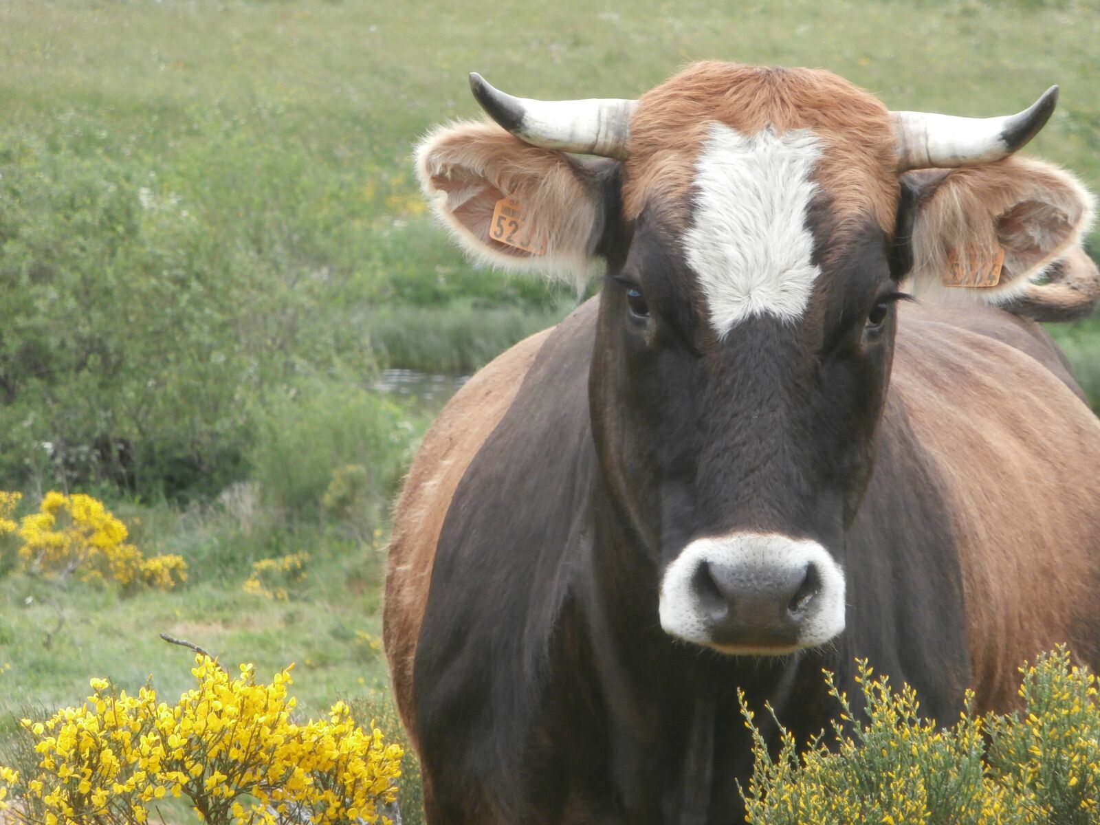 Olympus VR340,D750 sample photo. Cow, animal farm, cattle photography