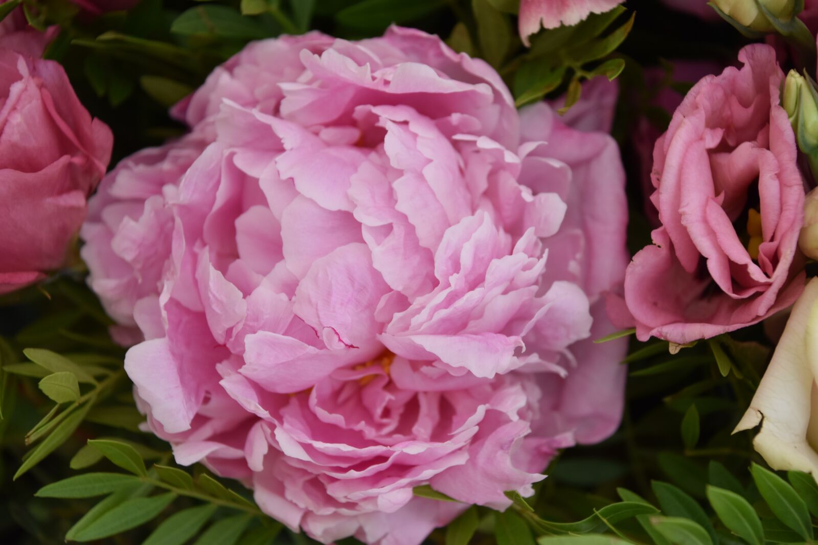 Nikon D5600 sample photo. Flower, plant, leaf photography