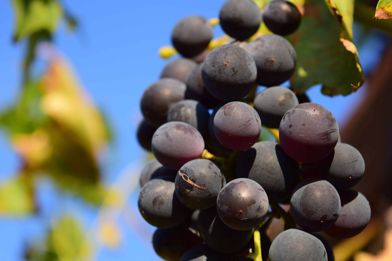 Nikon D3300 sample photo. Grapevine, vineyard, fruit, food photography