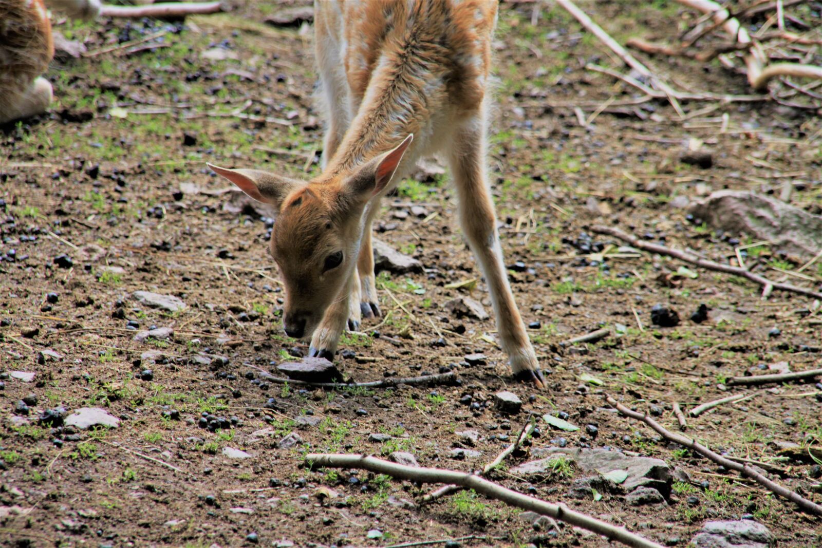 Canon EOS 500D (EOS Rebel T1i / EOS Kiss X3) sample photo. Roe deer, fawn, forest photography