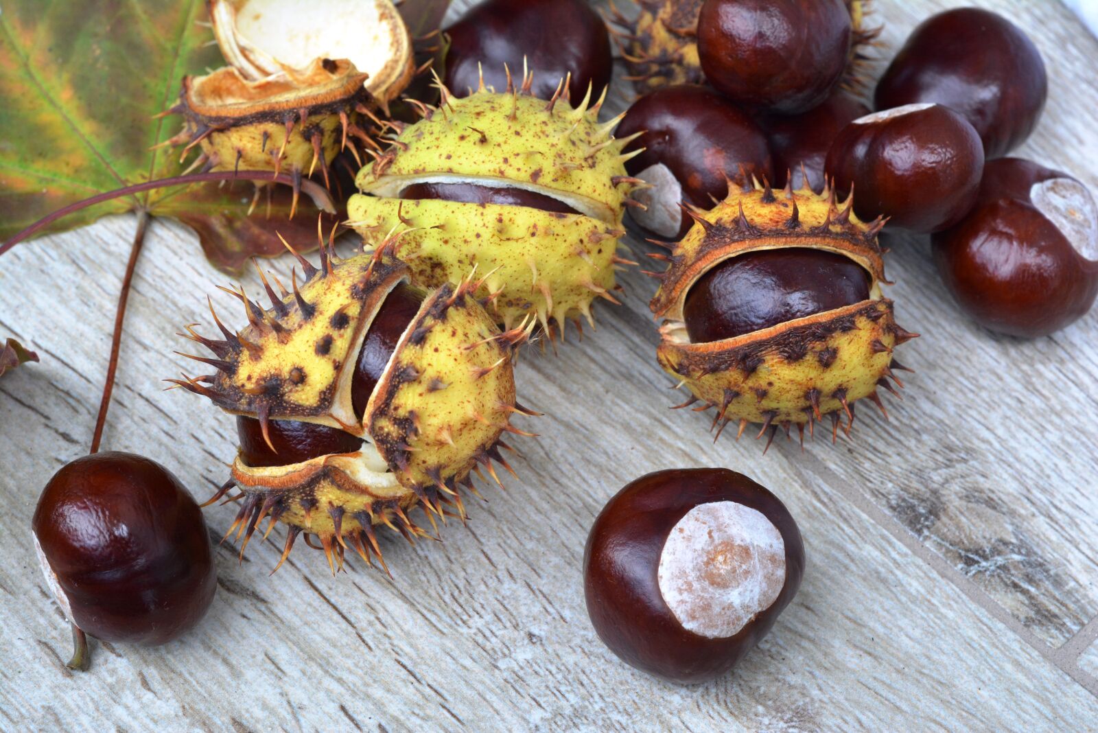 Nikon D5200 sample photo. Chestnuts, spikes, in shell photography