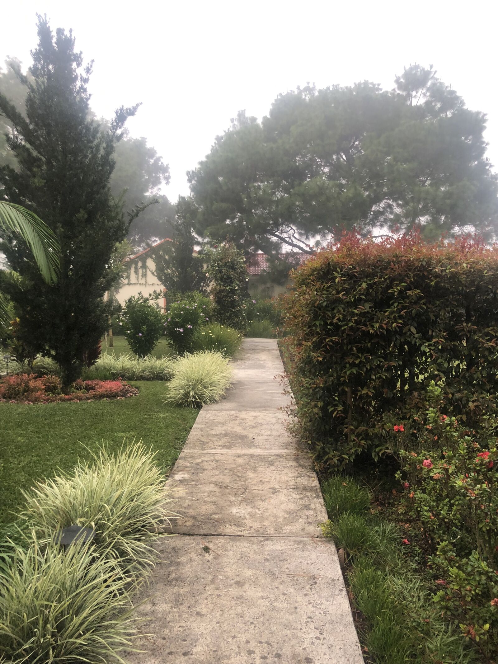 iPhone 8 Plus back dual camera 3.99mm f/1.8 sample photo. Dawn, rocio, garden photography