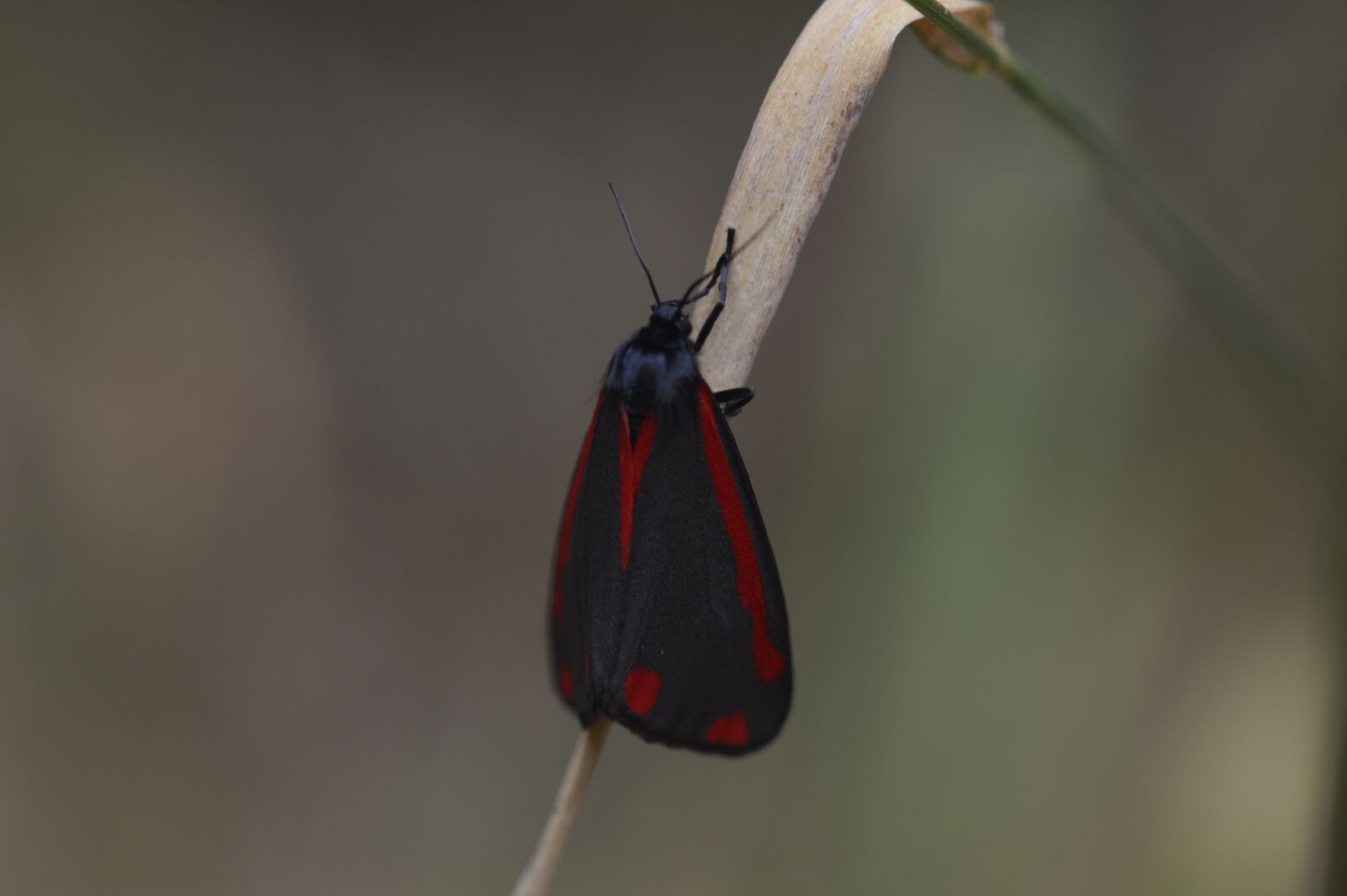 Nikon D3200 sample photo. Butterfly, tyrian moth l photography
